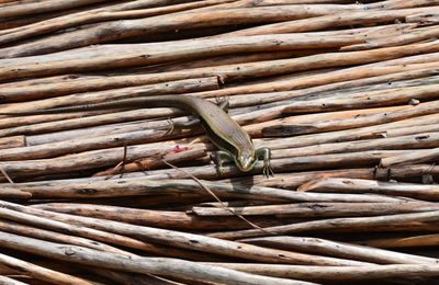 High angle view of lizard on wooden sticks