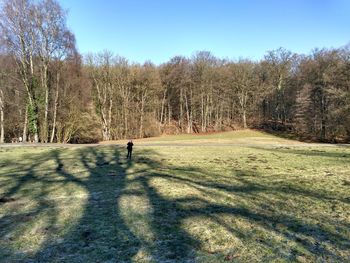 Shadow of trees on grass against sky