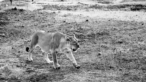 Side view of horse on field