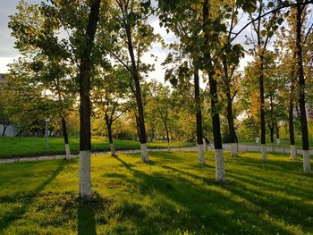 Trees on field against sky during autumn