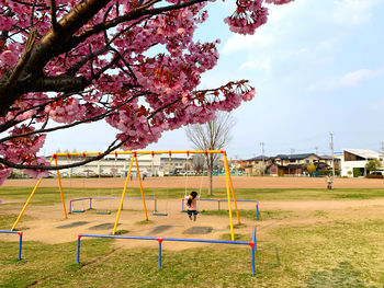 Cherry blossoms in park against sky