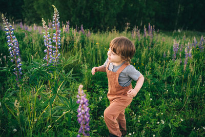 Child walks in a lupine field in the summer evening at sunset