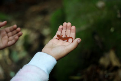 Close-up of childs hands holding orange salamander 