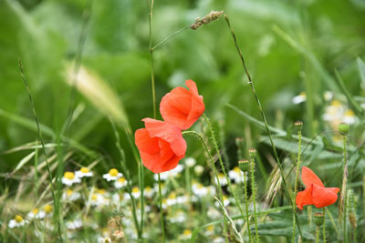 Close-up of red flower on field