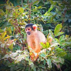 Monkey sitting on tree