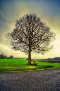 Bare tree on field against sky