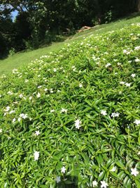 White flowers blooming in park