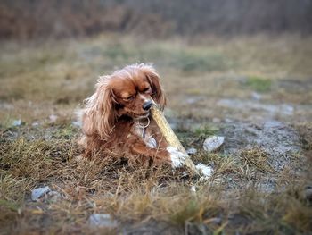 Dog sitting on field chewing a stick