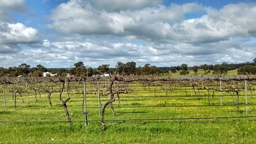 View of fields against cloudy sky