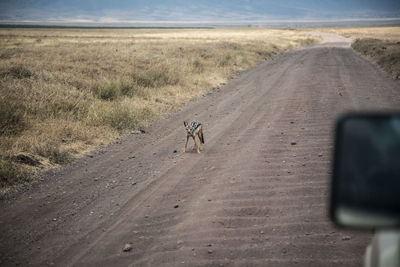 Fox standing on dirt road