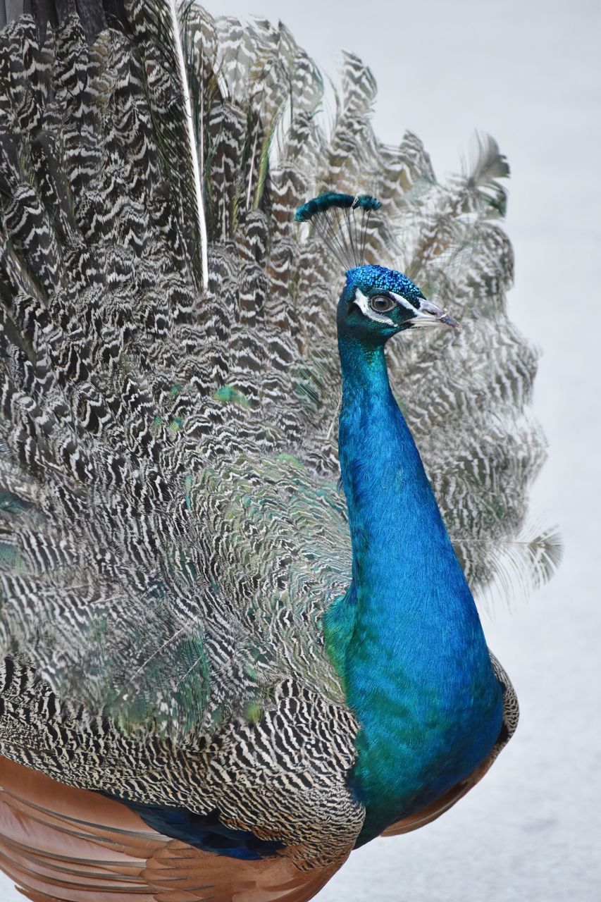 CLOSE-UP OF PEACOCK WITH FEATHERS IN THE BACKGROUND