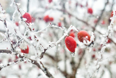 winter