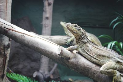 Close-up of iguanas on branch in zoo