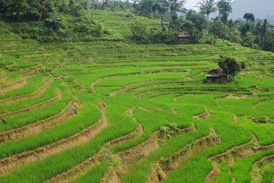 The natural scenery of rice terraces in the countryside is beautiful and peaceful.