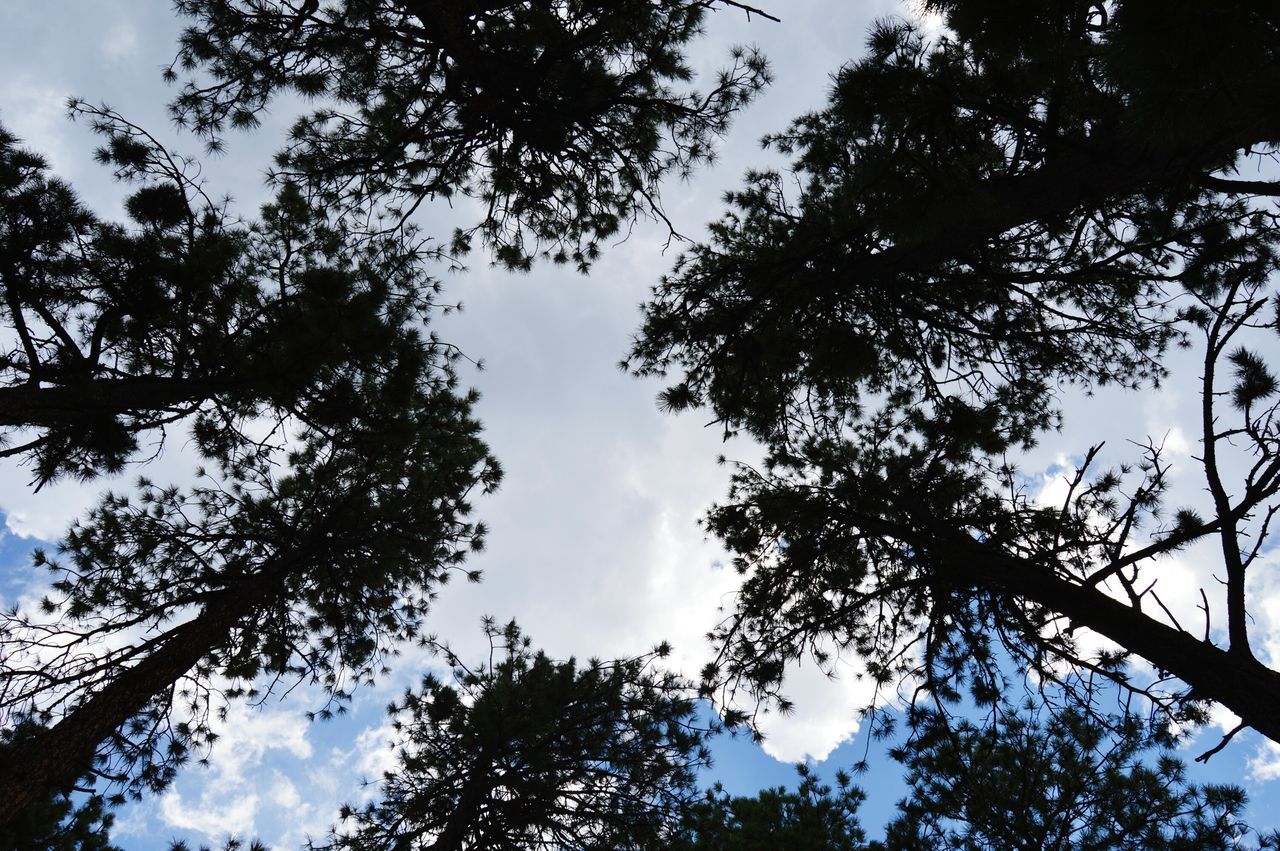 LOW ANGLE VIEW OF TREES