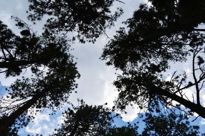 Low angle view of trees against sky