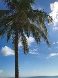 Low angle view of coconut palm tree against sky