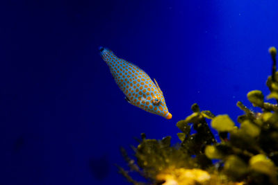 Close-up of fish swimming in sea