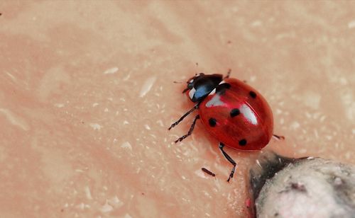 Close-up of ladybug on leaf