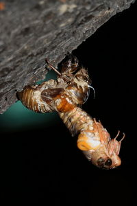 Close-up of insect in water