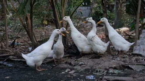 White birds in a field