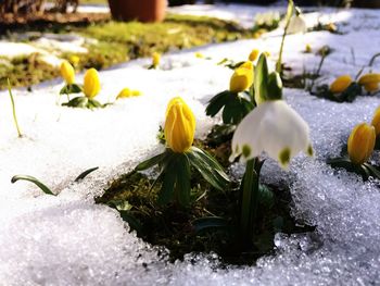 Close-up of snow on plants during winter