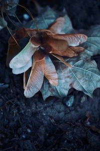 High angle view of dry leaves on field