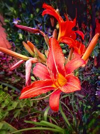 Close-up of red flower