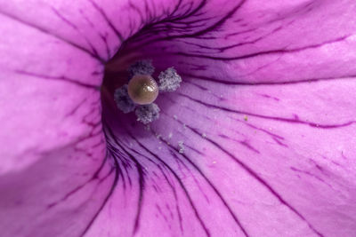 Close-up of pink flower