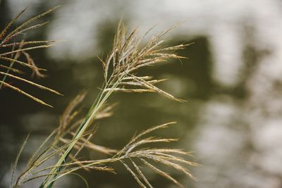 Close-up of dry plant