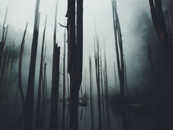 Dead trees in lake during foggy weather