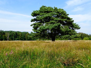 Trees on grassy field