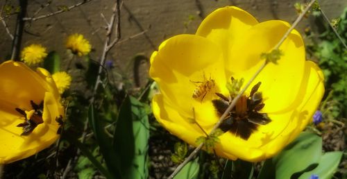 Close-up of yellow flowering plant