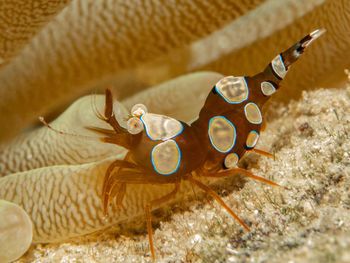 Close-up of snail