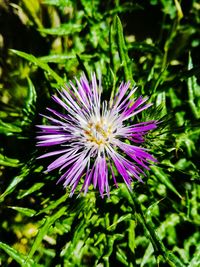 Close-up of purple flower blooming outdoors