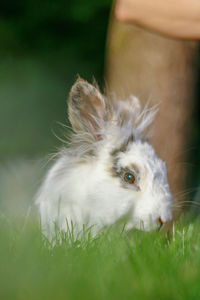 Close-up of a cat lying on grass