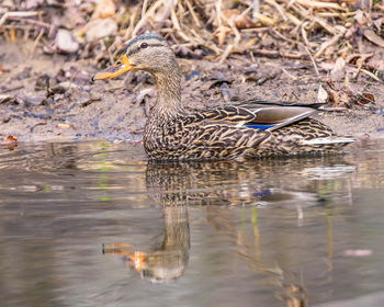 Side view of female mallard duck swimming in lake