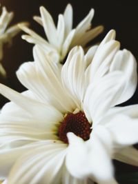 Close-up of white flower