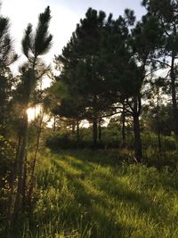 Scenic view of grassy field