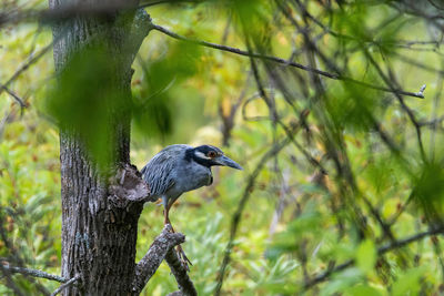 Bird perching on a tree