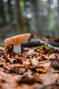 Close-up of dried mushroom on field