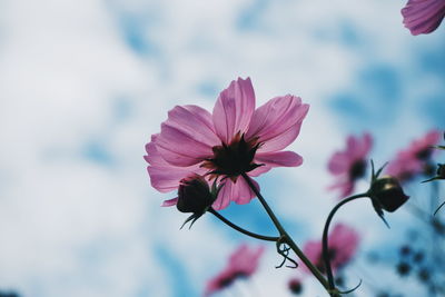 Close-up of pink cosmo flower against sky