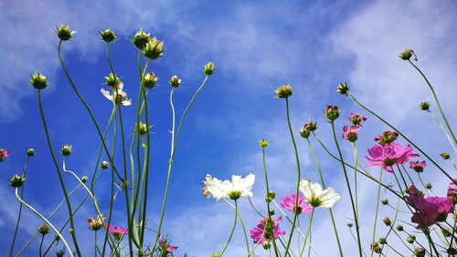 Low angle view of flowering plants against blue sky