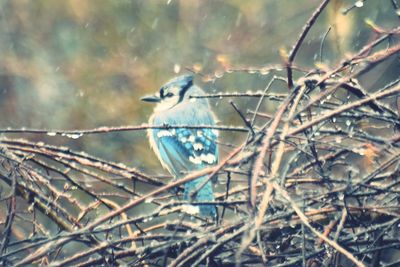 Close-up of bird perching on twig