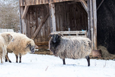 Sheep in snow