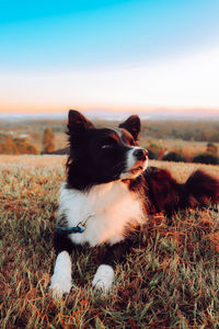 Close-up of dog on mountain with a view