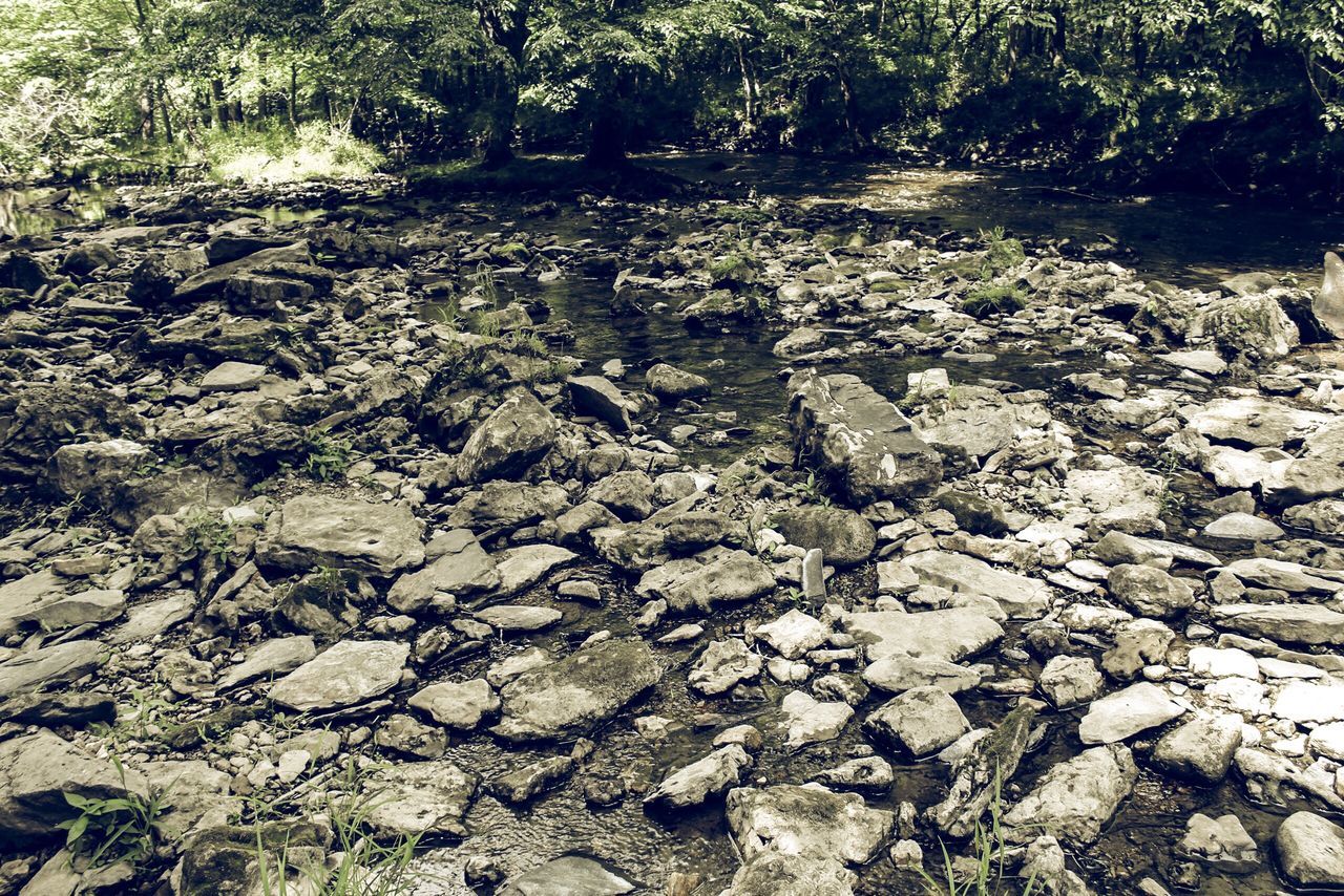 tree, growth, nature, tranquility, high angle view, plant, day, forest, no people, outdoors, textured, full frame, beauty in nature, rock - object, abundance, tranquil scene, sunlight, field, leaf, backgrounds