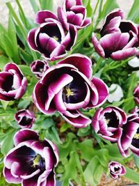 Close-up of pink flowering plants