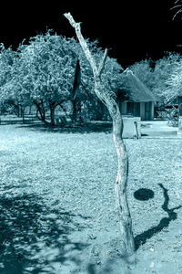 Reflection of trees in water