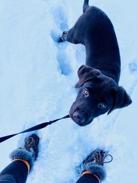 Dog on snow